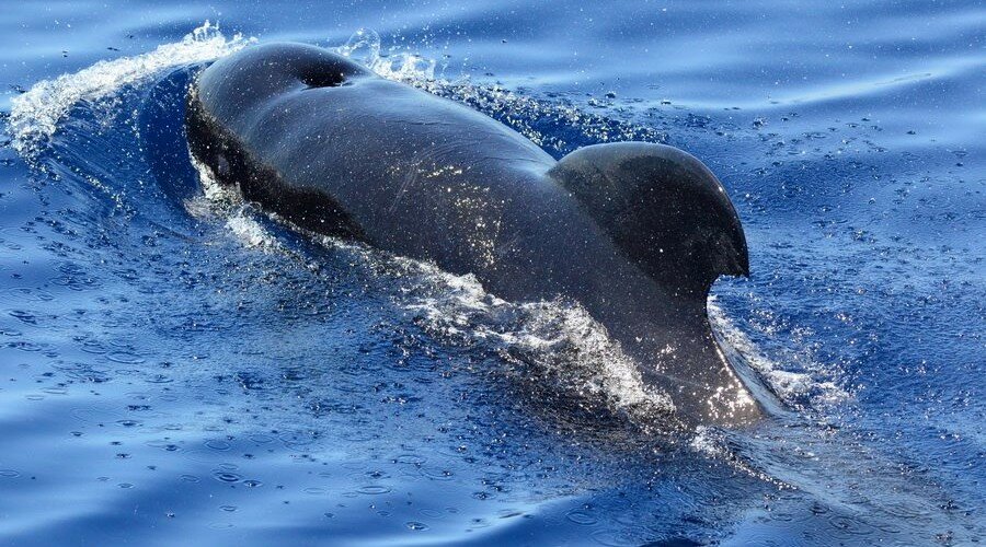 Avvistamento Cetacei, imbarco a scelta - 1 Ragazza/o 5-14 anni