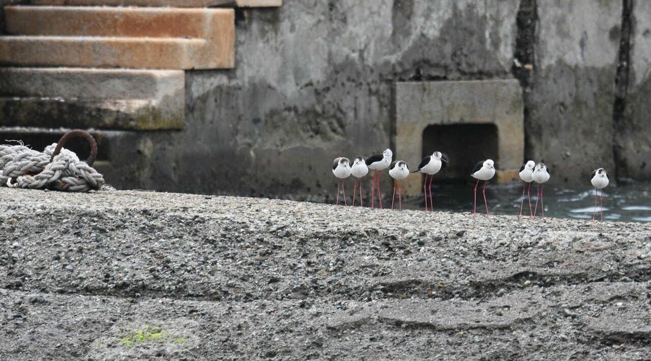 Tour Ornitologico Portuale a Genova - 1 Ragazza/o 5-14 anni