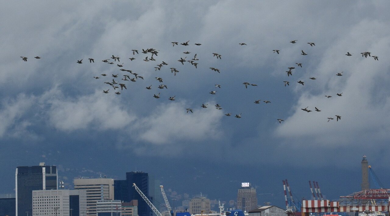 Tour Ornitologico Portuale a Genova - 1 Adulta/o