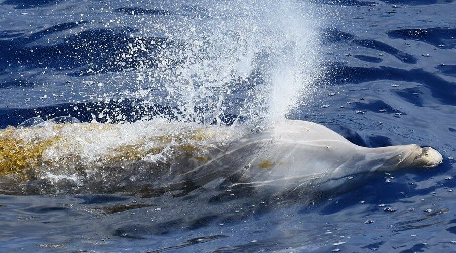 Avvistamento Cetacei, imbarco a scelta - 1 Adulta/o