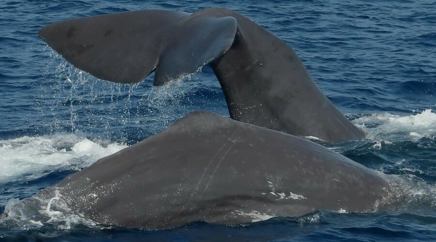 Avvistamento Cetacei, imbarco a scelta - 2 Adulte/i