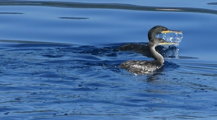 Bird watching, imbarco a scelta - 2 Adulte/i