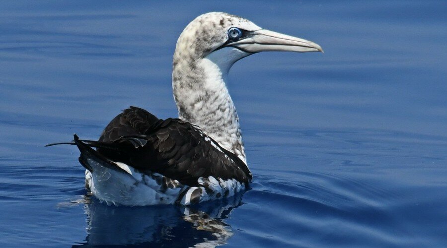 Bird Watching, imbarco a scelta - 1 Adulta/o