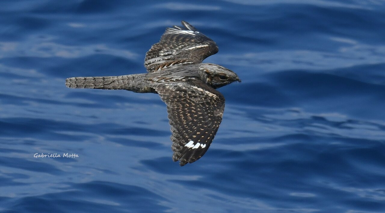 Bird Watching, imbarco a scelta - 1 Ragazza/o 5-14 anni