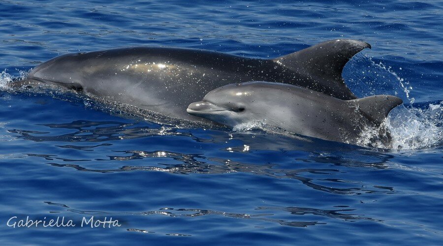 Avvistamento Cetacei, imbarco a scelta - 1 Bambina/o 0-4 anni